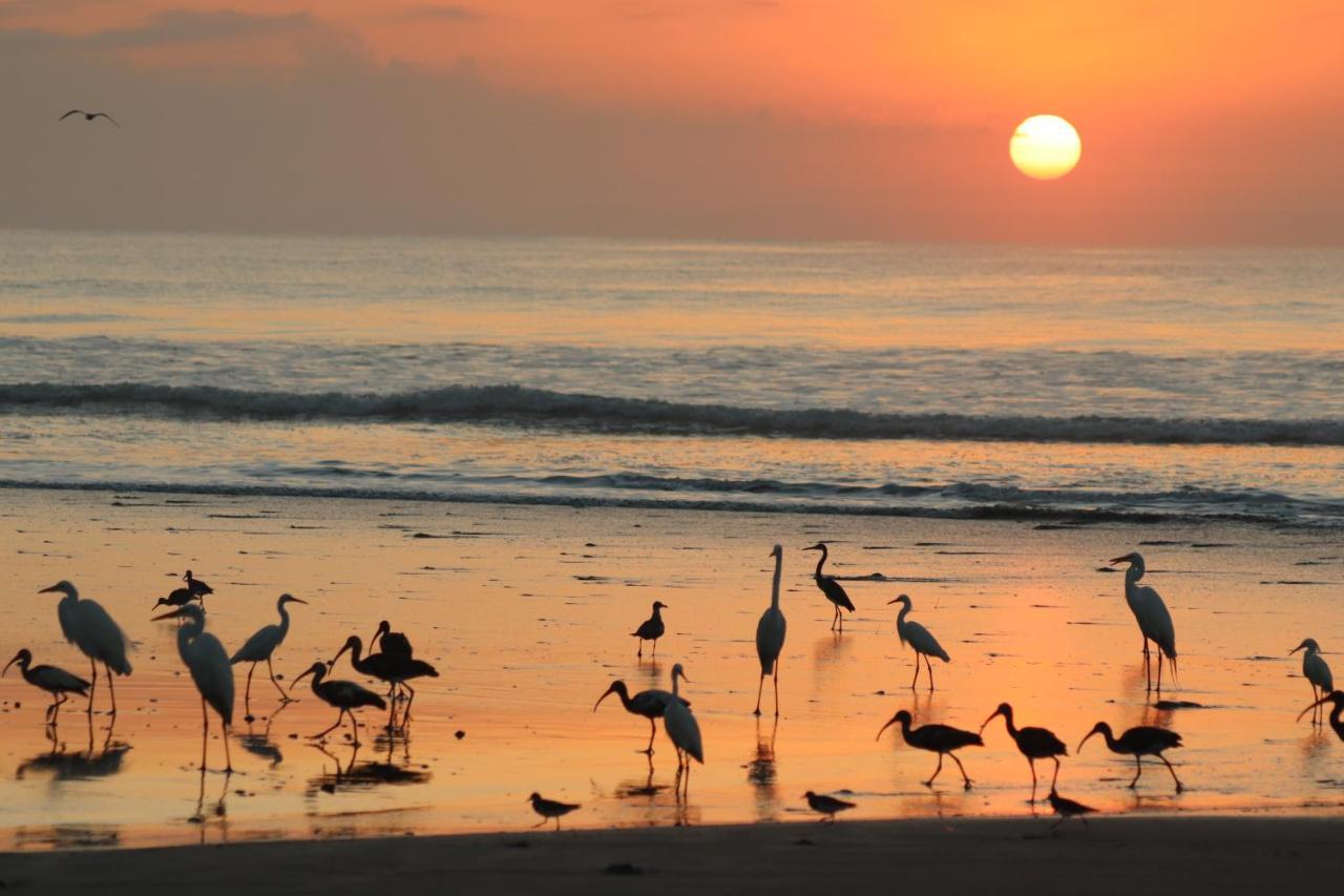 Four Monkeys Eco Lodge Jungle & Beach - The House Cabo Matapalo Екстер'єр фото