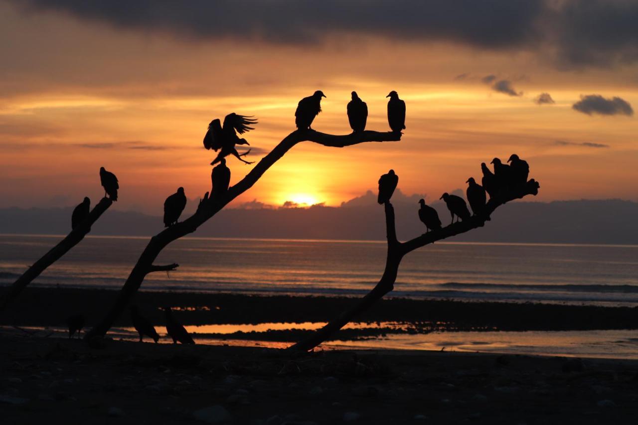 Four Monkeys Eco Lodge Jungle & Beach - The House Cabo Matapalo Екстер'єр фото