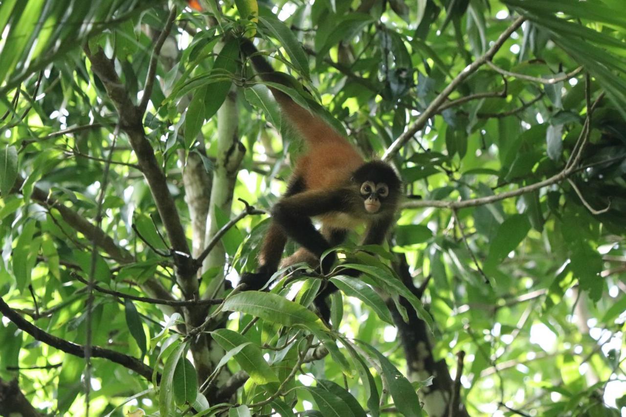 Four Monkeys Eco Lodge Jungle & Beach - The House Cabo Matapalo Екстер'єр фото