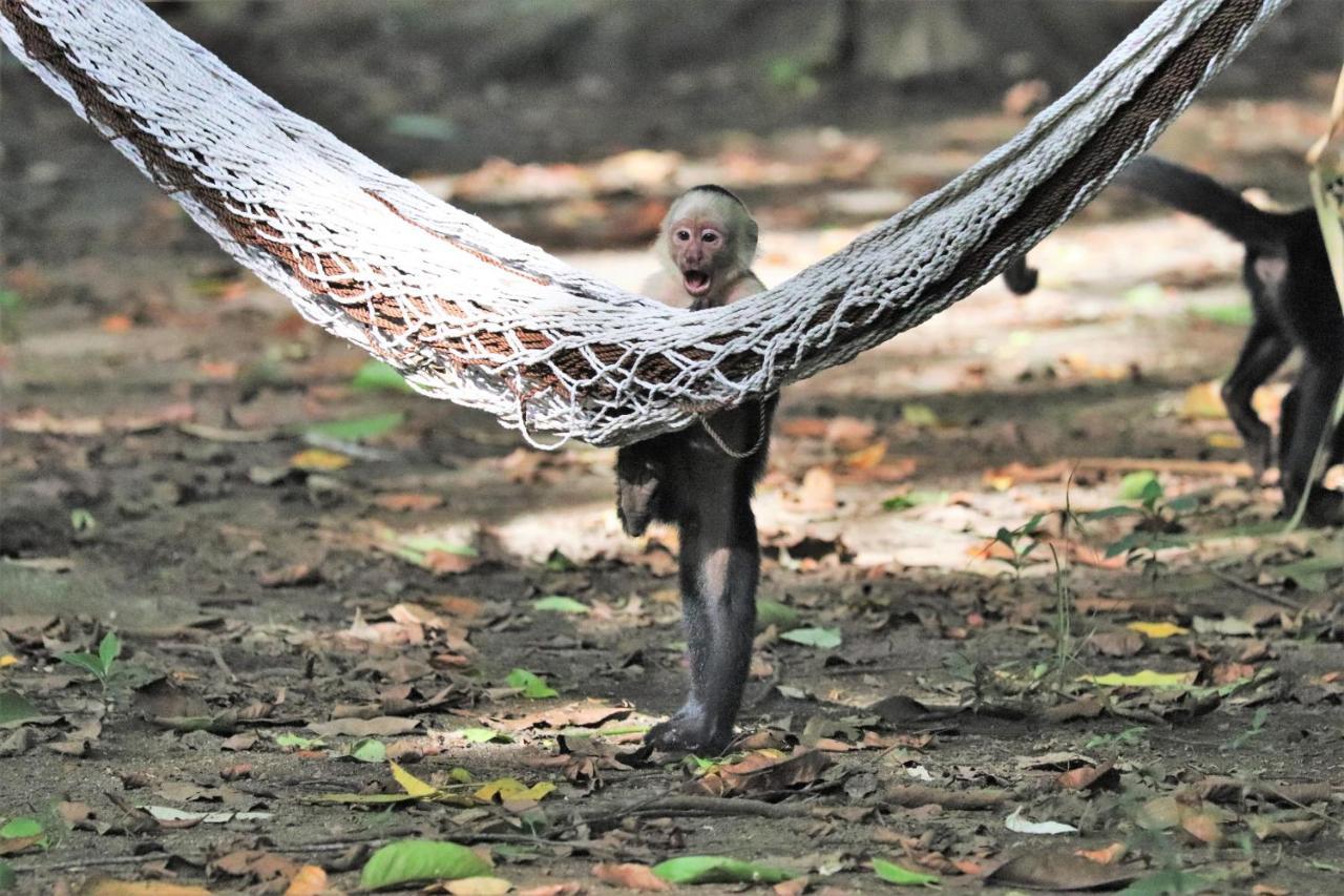 Four Monkeys Eco Lodge Jungle & Beach - The House Cabo Matapalo Екстер'єр фото