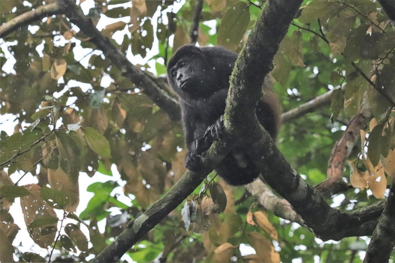 Four Monkeys Eco Lodge Jungle & Beach - The House Cabo Matapalo Екстер'єр фото