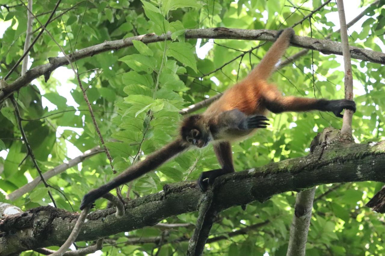 Four Monkeys Eco Lodge Jungle & Beach - The House Cabo Matapalo Екстер'єр фото