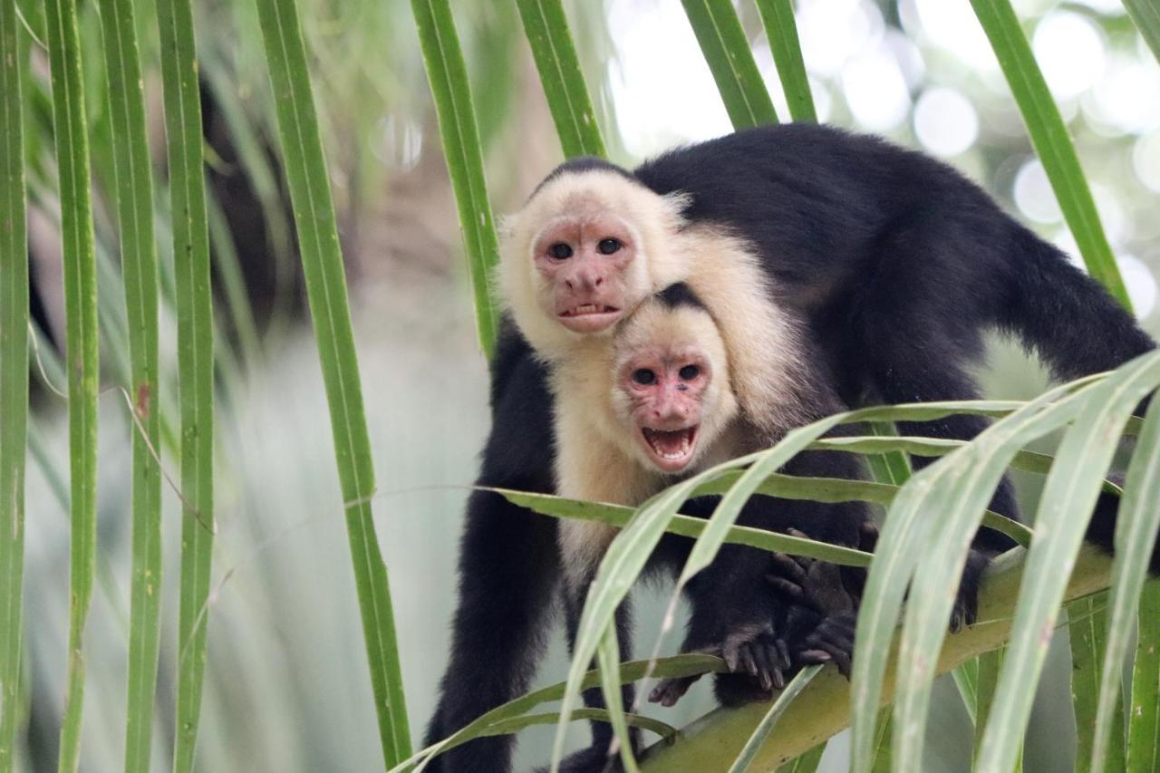 Four Monkeys Eco Lodge Jungle & Beach - The House Cabo Matapalo Екстер'єр фото