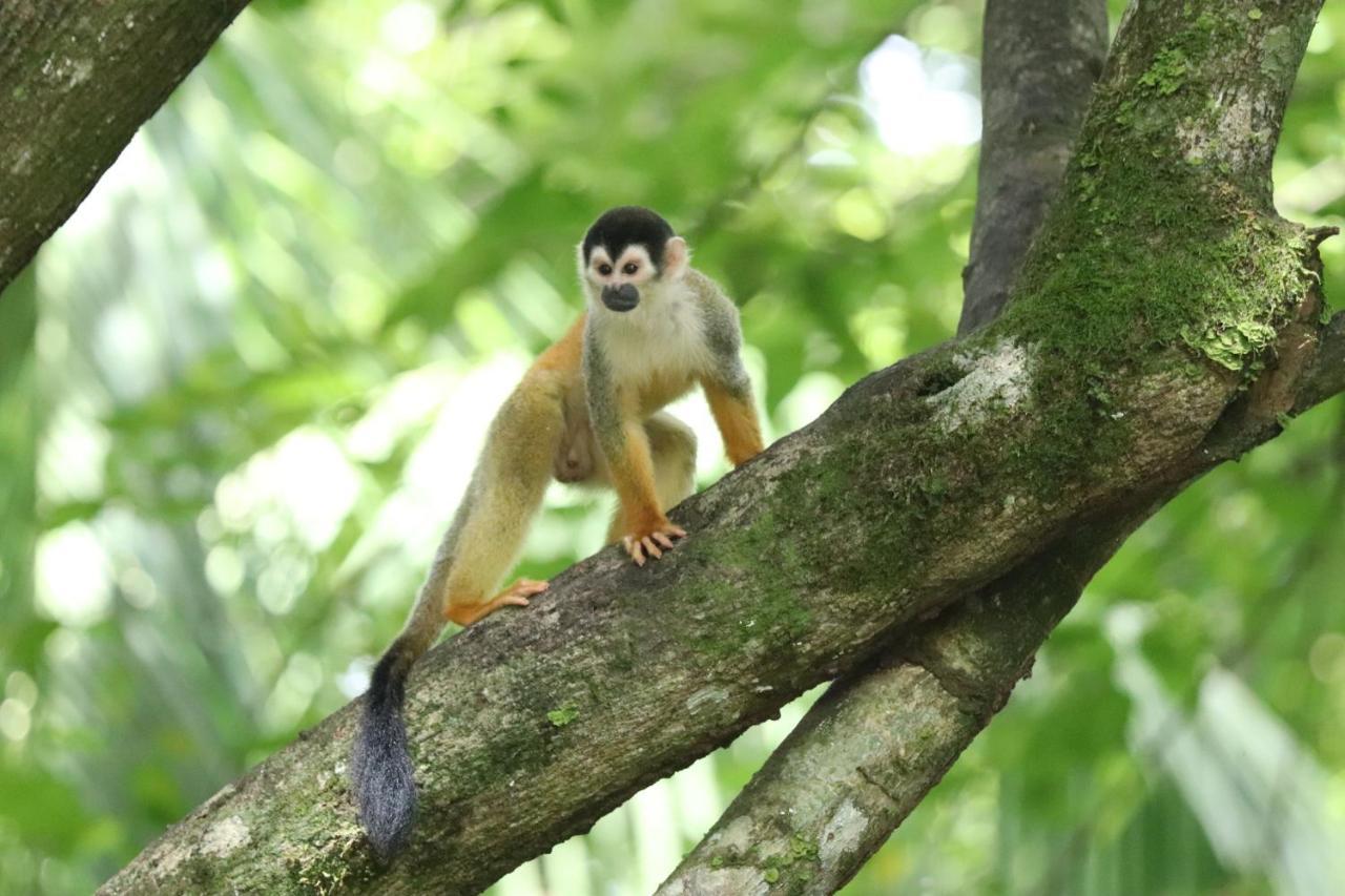Four Monkeys Eco Lodge Jungle & Beach - The House Cabo Matapalo Екстер'єр фото