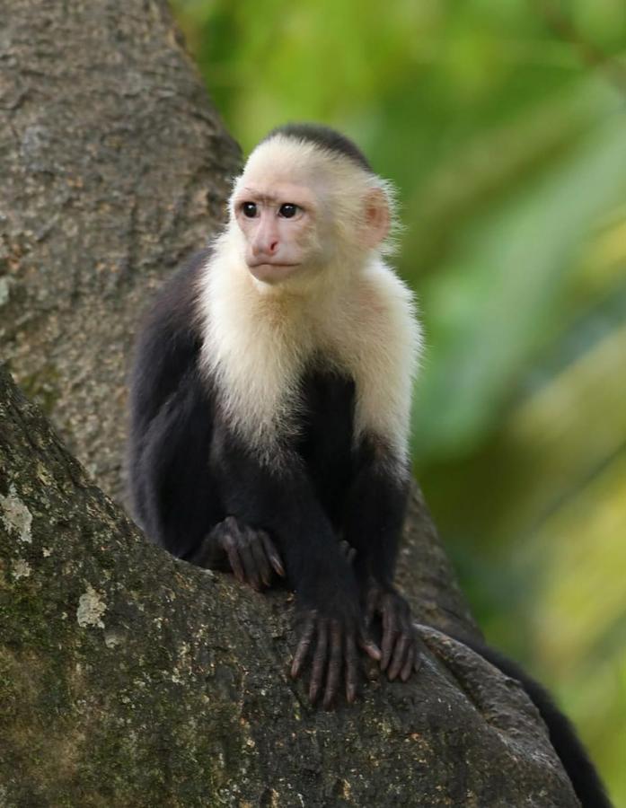 Four Monkeys Eco Lodge Jungle & Beach - The House Cabo Matapalo Екстер'єр фото