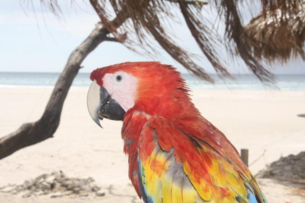 Four Monkeys Eco Lodge Jungle & Beach - The House Cabo Matapalo Екстер'єр фото